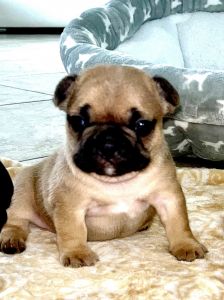 Female french bulldog