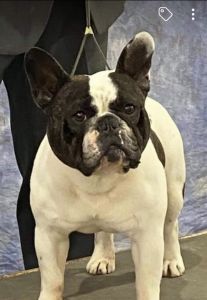 World Champion bred French Bulldogs