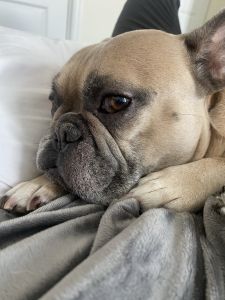 Sweet loving frenchie