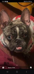 Merle frenchie