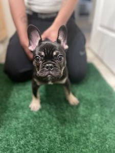French bulldog puppy