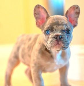 AKC Male French Bulldog 9 weeks old