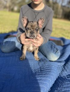 Female French bulldog puppy