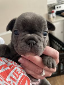 Frenchie puppies