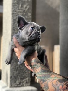 AKC French bulldog pups