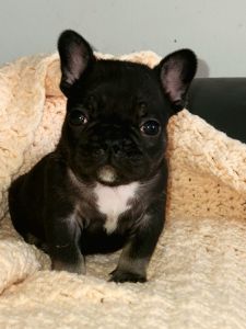 French Bulldog Males