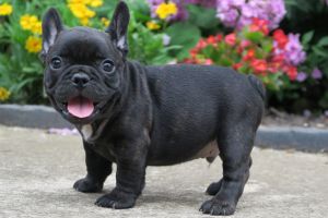 French bulldog pupies