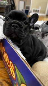 Black male Frenchie 7 weeks
