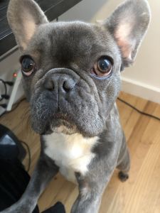 French bulldog