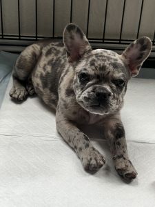 Merle frenchie