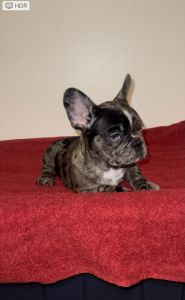 Female Merle French Bulldog