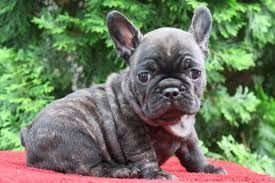Nice French Bulldogs