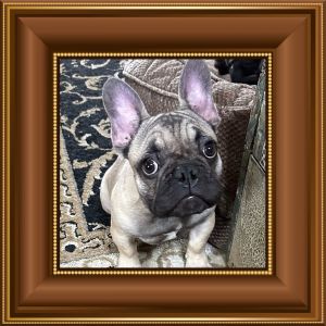 Little Bullies Angus