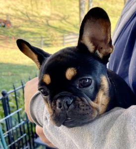 Little Bullies Pearl