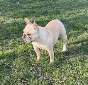 Little Bullies Lilly