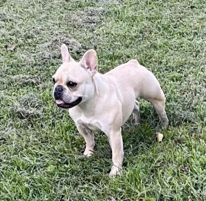 Little Bullies Fiona