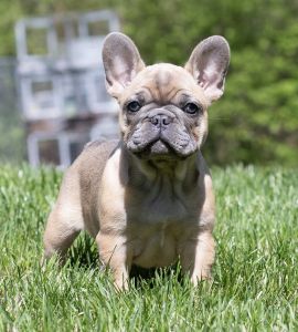 French bulldog