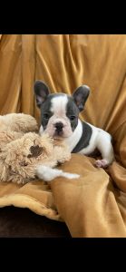 AKC French Bulldog Puppies