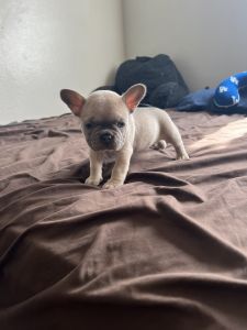 Frenchies for sale