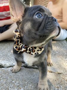 Frenchie puppies