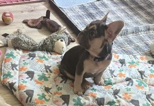 French bulldog Puppies