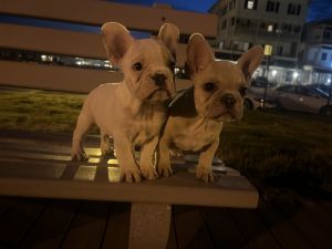 Jersey Shore Frenchies