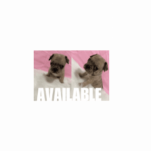 French Bulldog Puppy’s