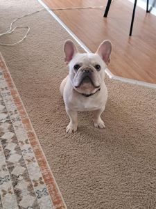 Frenchie for sale