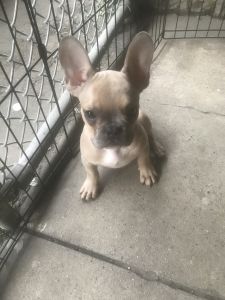 French Bulldog blue fawn