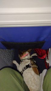 French bulldog one year female spade