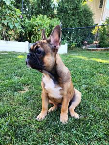 Little French puppy really excited to meet my new family.