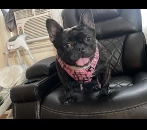 Female French Bulldog (Frenchie)
