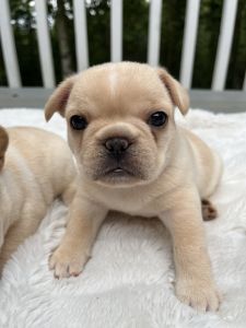 Beautiful CREAM French bulldogs