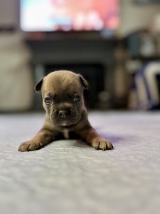 Fawn Tri Male Frenchie
