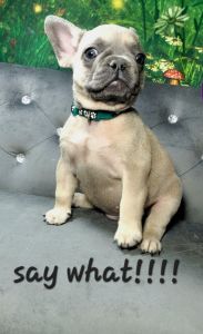Male french bulldog