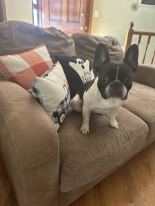 2 year old French Bulldog