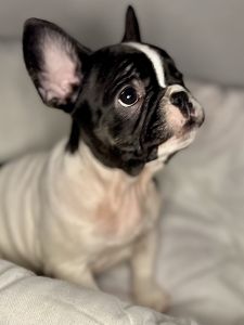 Frenchie puppies