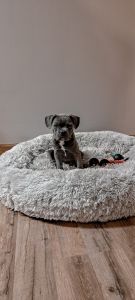 Tanner the frenchton| SOLD