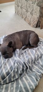 Male French Bulldog