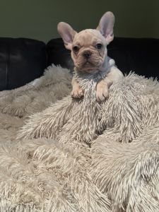 AKC french bulldog puppies