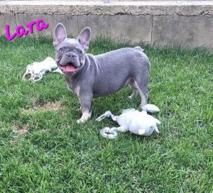 Lara lilac and tan girl