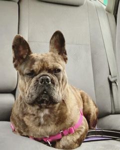 CKC Merle French Bulldog