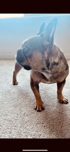 Merle French bulldog