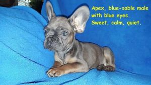 AKC French Bulldog puppies