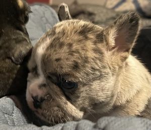 French bulldog female merle