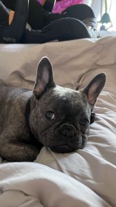 French bulldog for adoption
