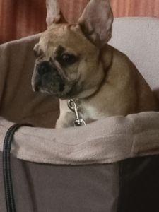 AKC Certificate frenchies bulldog puppies