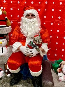 Merle French Bulldog