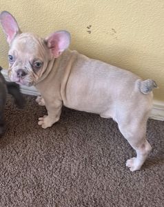 French bulldog puppies