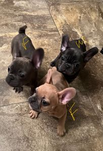 Frenchbulldog puppies